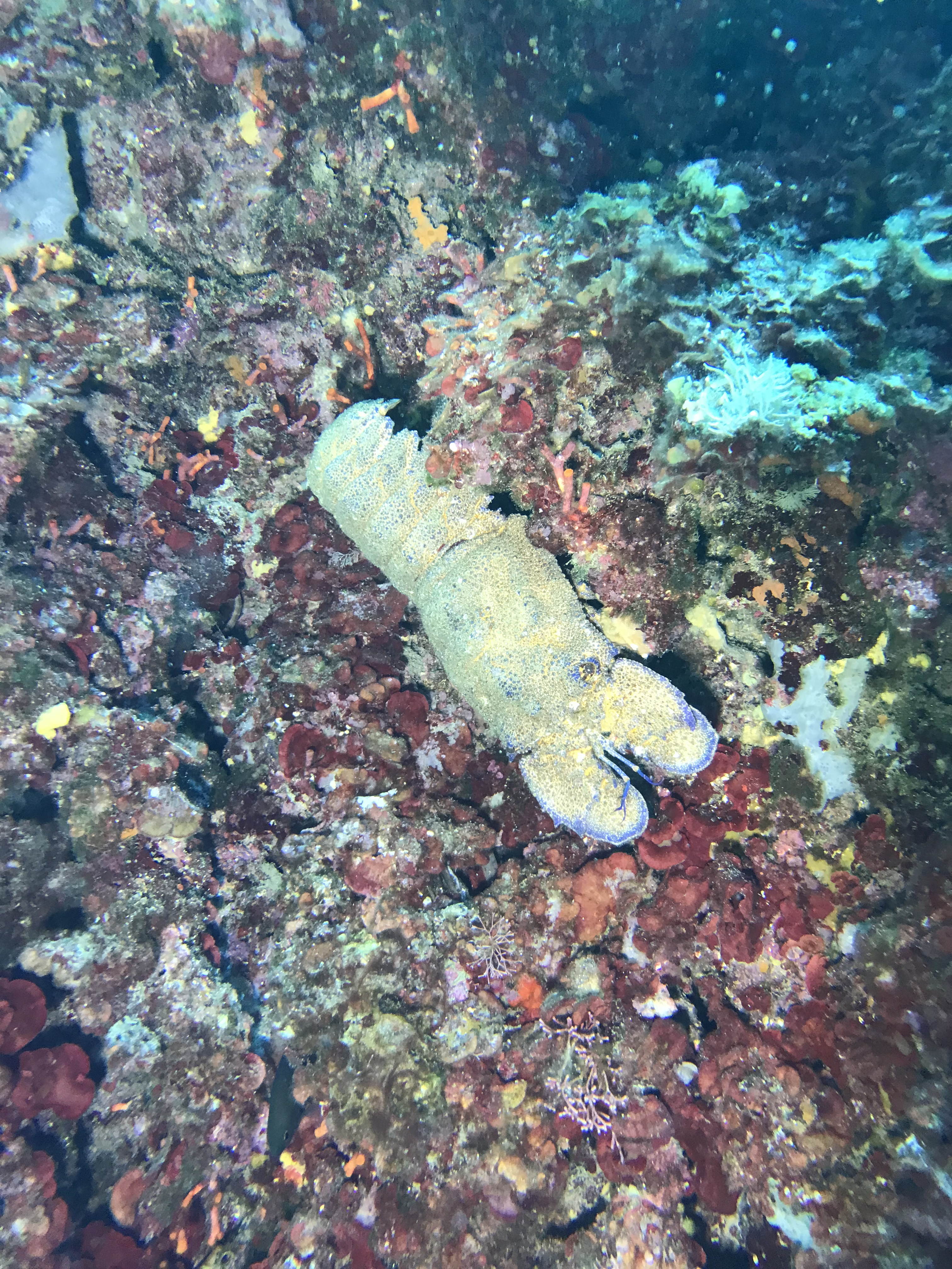 cigale osmose plongée Rondinara.png