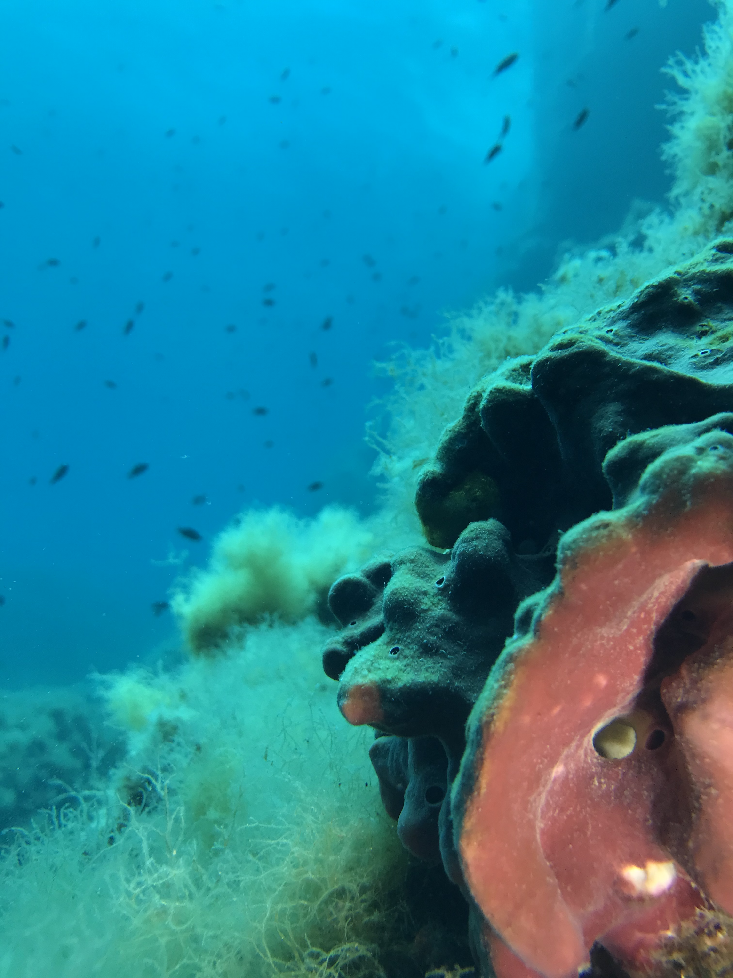 Osmose plongée Rondinara.png